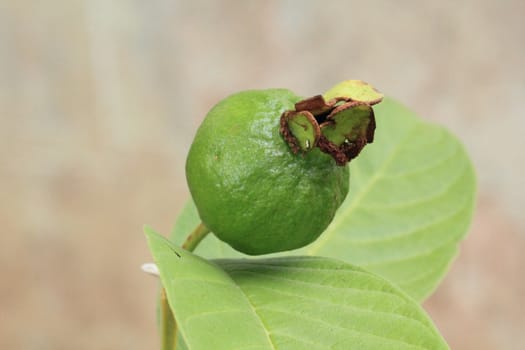 Guava fruit hanging on the tree