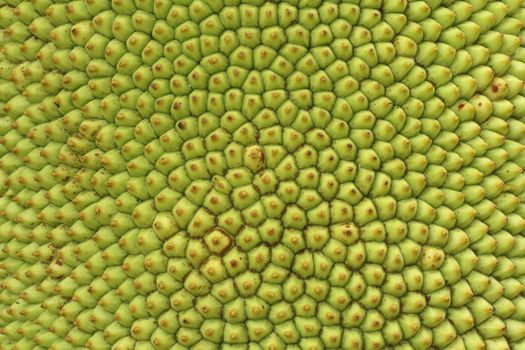 Texture of jackfruit