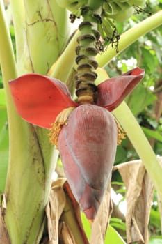 Blossom of the banana tree