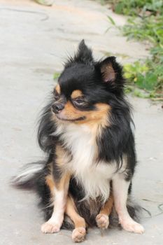 Long coat chihuahua sitting