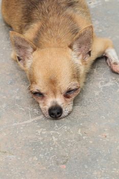 Female chihuahua sleeping on floor