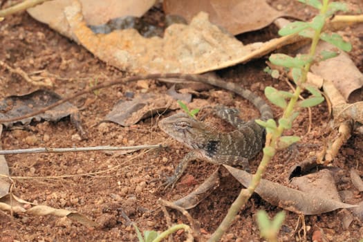 Lizard on the forest floor