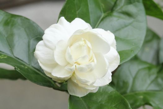 Arabian jasmine (Jasminum sambac) flower on tree