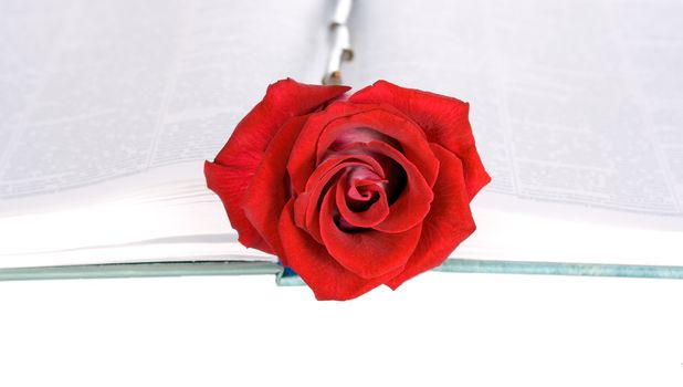 Red rose on open book isolated on white background