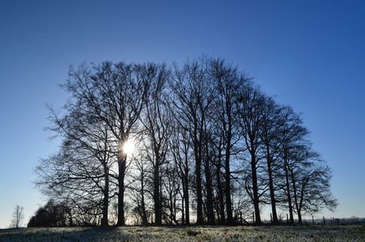 A group of trees in the County of Sussex with a Winters sun shining through and frost still present on the ground.