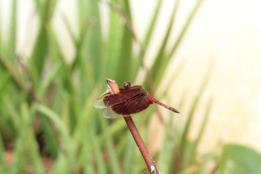 Dragonfly resting on a stick