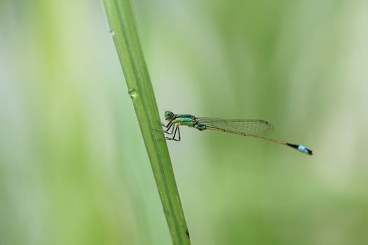 Dragonfly resting on a weed