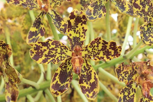 Tiger orchid or Sugar cane orchid (Grammatophyllum speciosum)