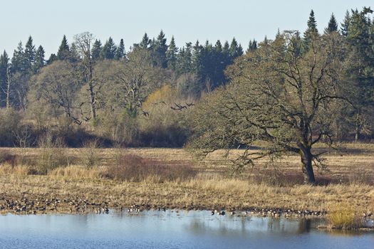 Tualatin national wildlife and refuge panorama Oregon.