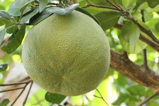 Pomelo hanging from a tree