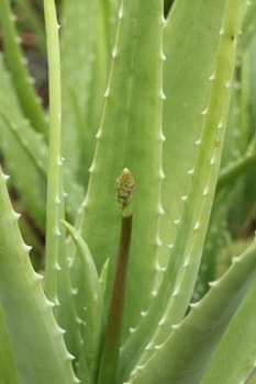 Aloe flower close up