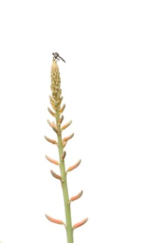 Fly on Aloe flower