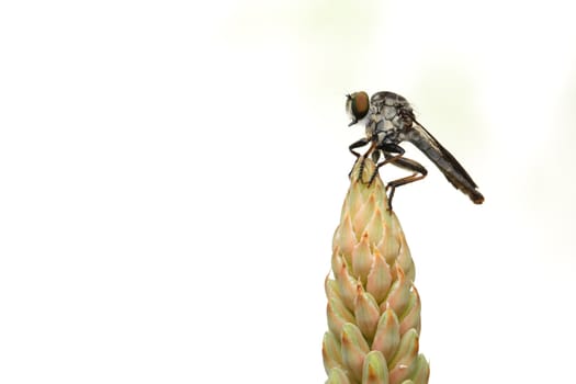 Fly on Aloe flower