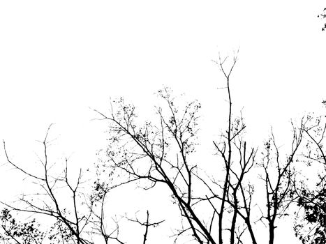 Tree branch black and white