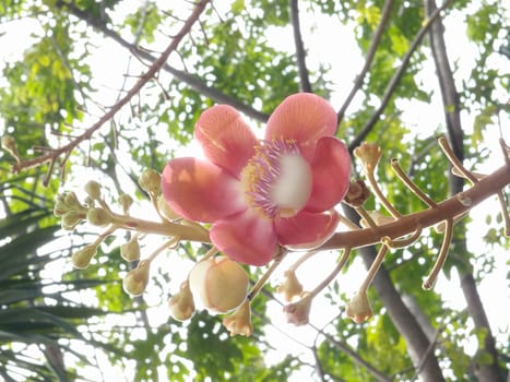 Cannonball tree flower (Couroupita guianensis Aubl.)
