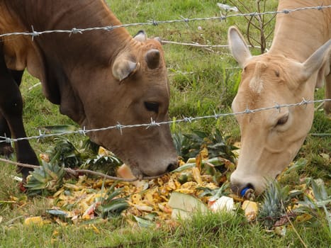 Grazing cows at feeding time