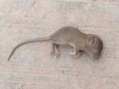 Dead rat on road