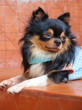 Portrait of cute long haired chihuahua