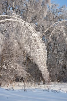 Nice photo of winter forest covered by white snow