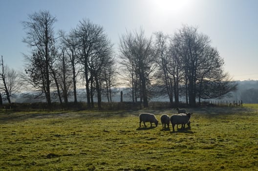 On an English farm in the County of Sussex,England sheep graze under a Winters sun.