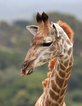 Portrait of a young giraffe in Africa