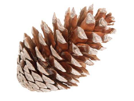 cedar pine cone isolated on white background