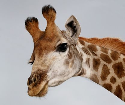 Portrait of an inquisitive giraffe from Africa isolated on white