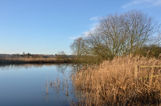 Winter river with reeds