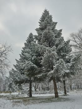 first snow in the city park      