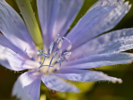 chicory flower macro   