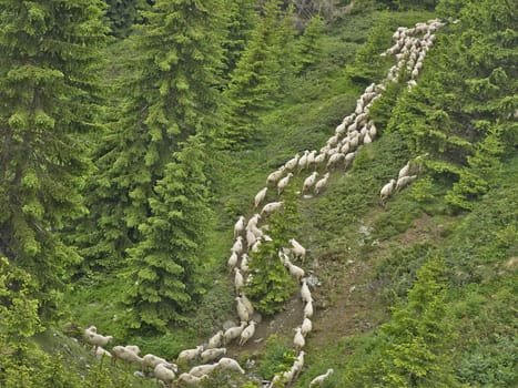 herd of sheep moving in the woods on the mountain Shara, Macedonia