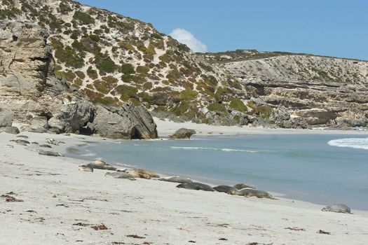 Colony of Australian Sea Lions on Seal Bay, Kangaroo Island, Australia