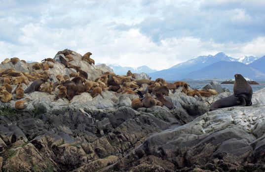 Colony of Patagonian Sea Lions, Beagle Channel, Patagonia, Argentina, South America