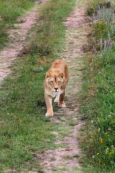 Big beautiful lioness walking on the road