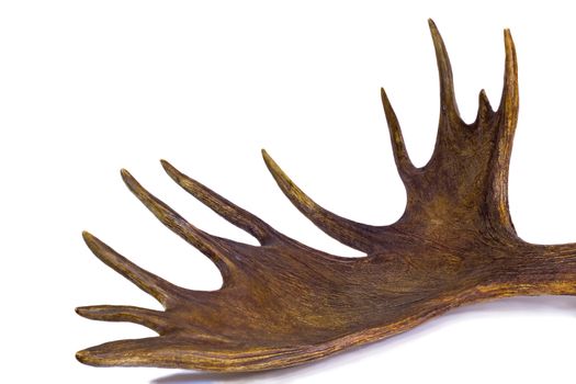 Big branchy elk horn with more branches. Presented on a white background.