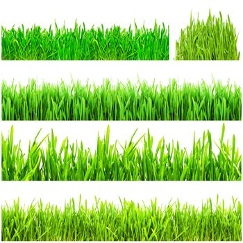 Fresh green grass isolated on white background