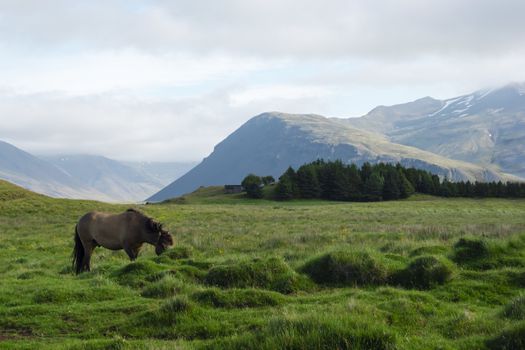 Horse in the fields of Iceland, summer