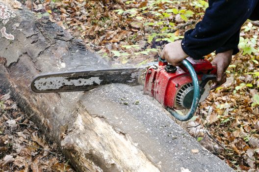 Man with chainsaw cutting a tree into smaller logs.
