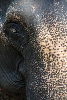 Indian elephant female close up portrait, Goa.