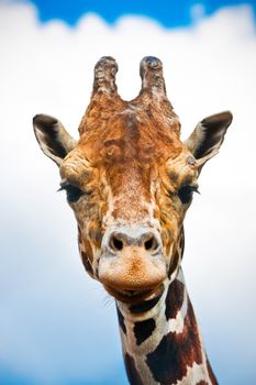 Portrait of cute curious giraffe over blue sky