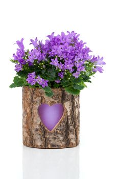 blue campanula flowers for Valentine's Day, on white background