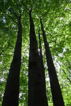 Beautiful photo of green forest on sunny day