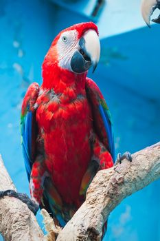 Beautiful photo of tropical parrot Ara macao or Scarlet Macaw