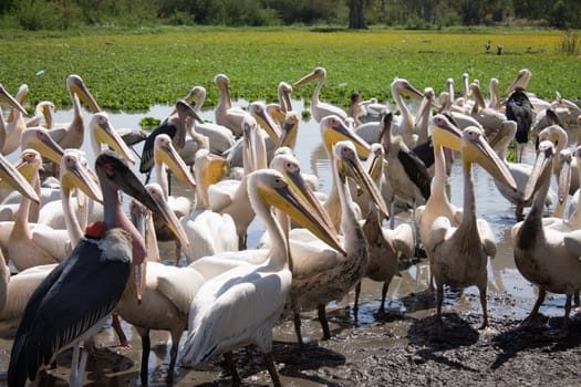 pelicans and Marabu on the shores of lake