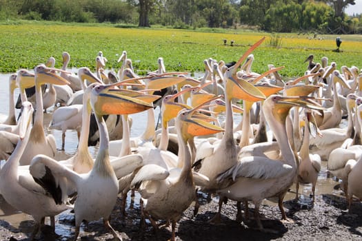 pelicans on the shores of lake fish,which they throw people