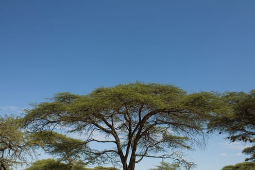 Ethiopian landscape