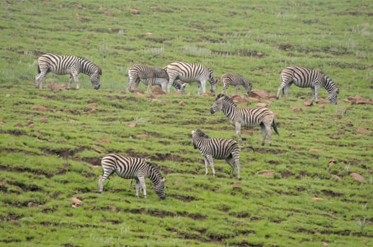 Zebras in the Golden Gate Highlands National Park