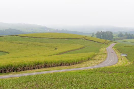 Sugarcane fields in Kwazulu-Natal, South Africa