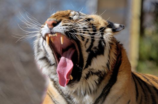 Tiger, Panthera tigris, the largest feline species