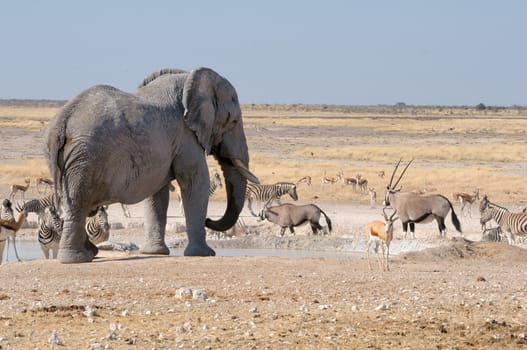 Elephant, springbok, oryx and zebras in the Etosha National Park, Namibia